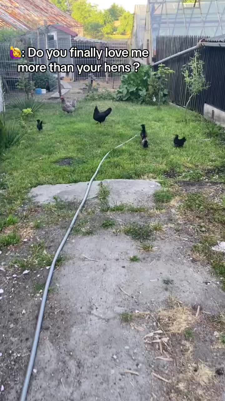 @hens🐔