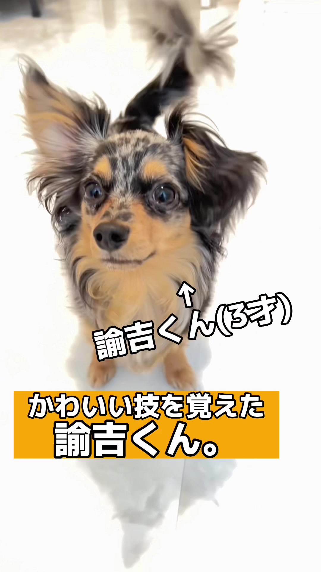 @チワックスの諭吉くん🐾