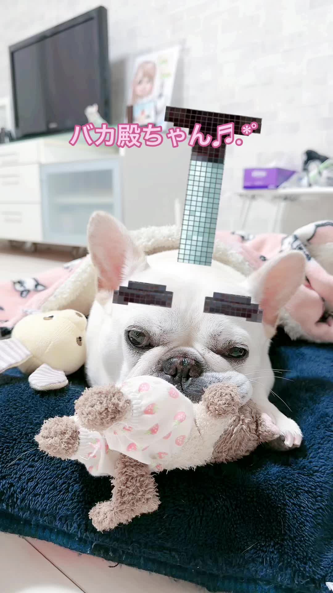 @フレンチブルドッグのPorco(ポルコ)🐷