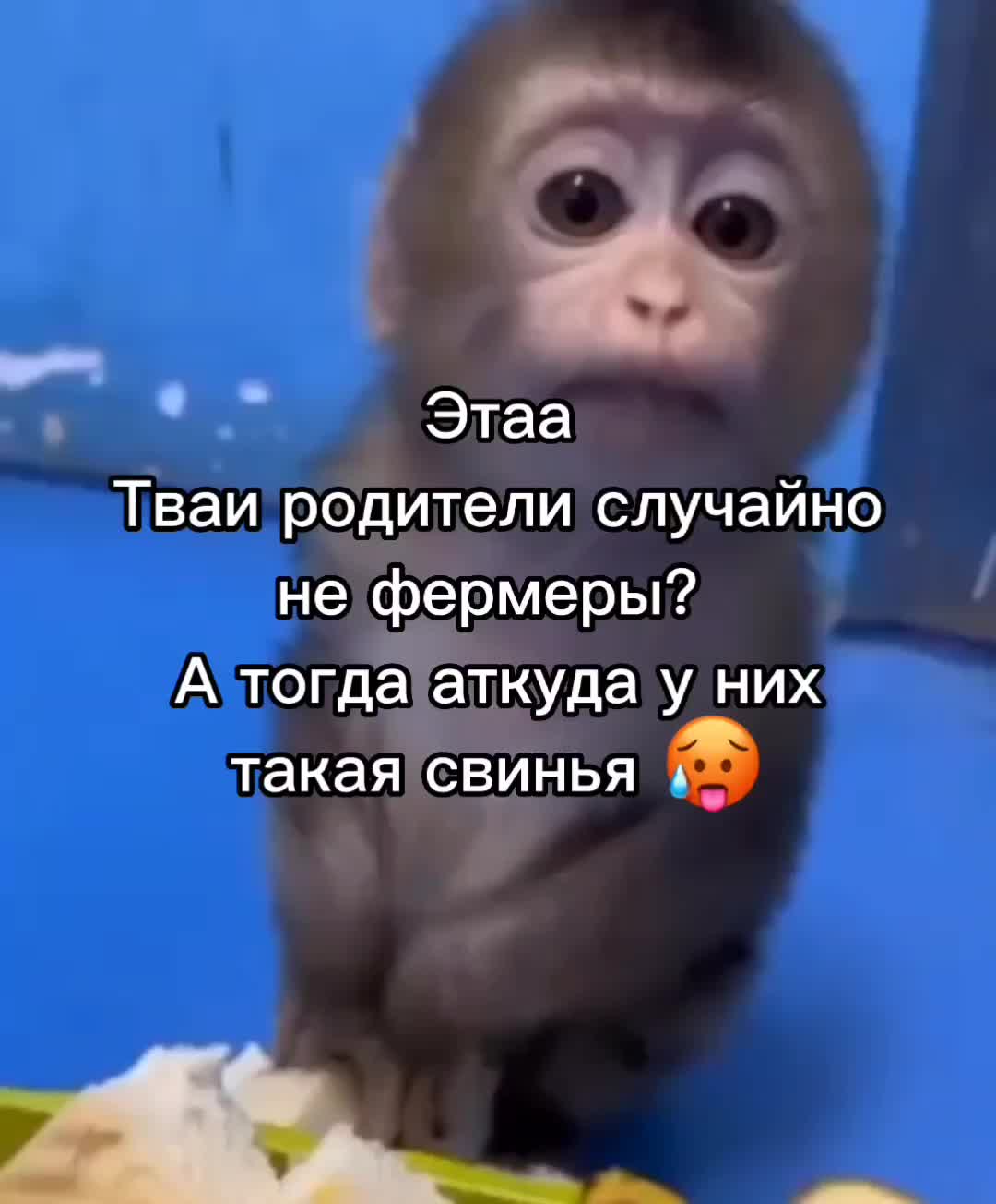 @GifkiCmakakami