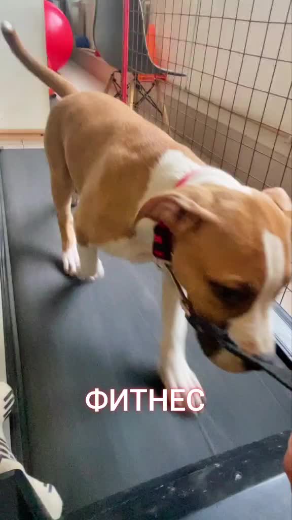 @🐕