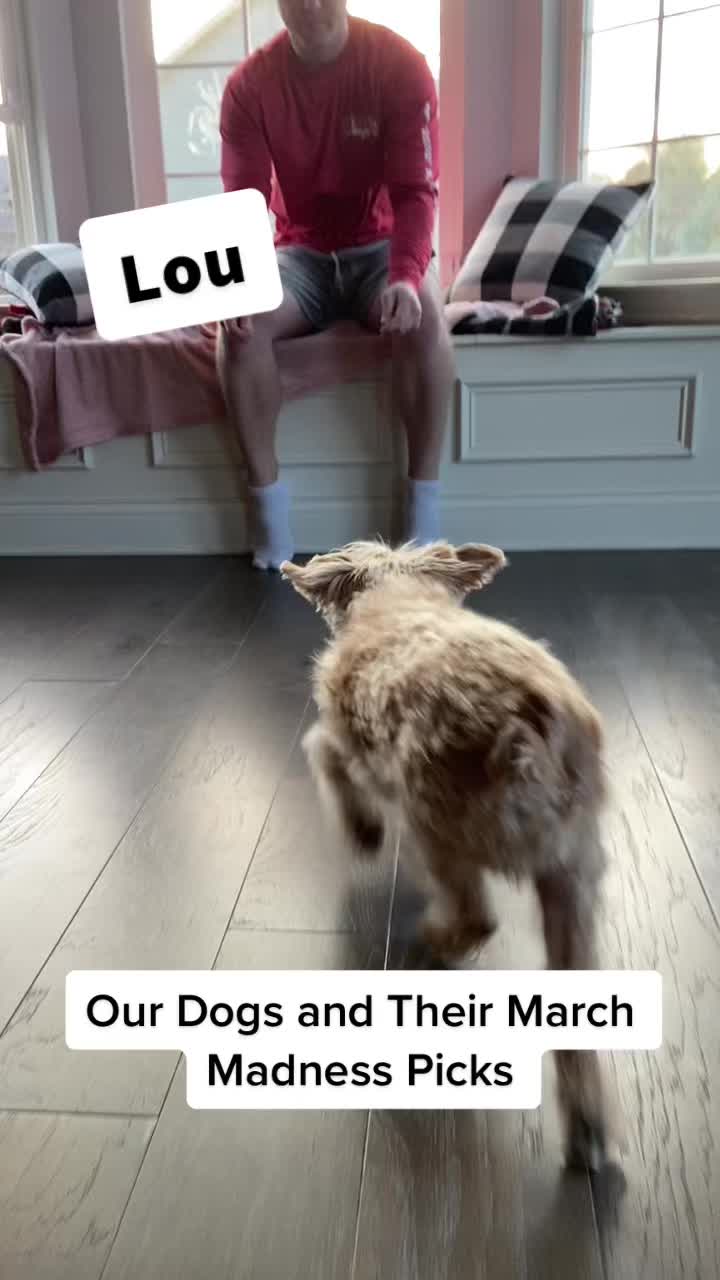 @anna + dogs