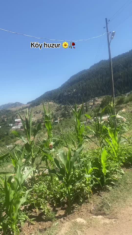 @Aslı Coban