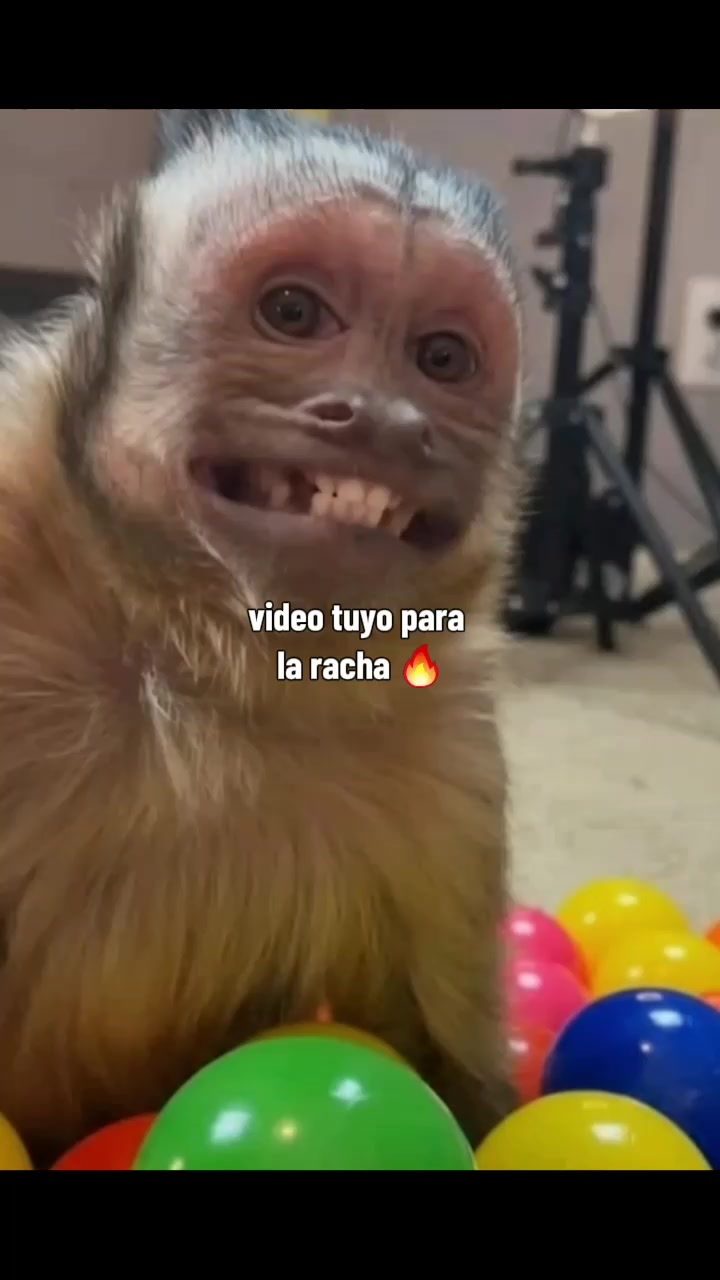 @RabPesito 🔥