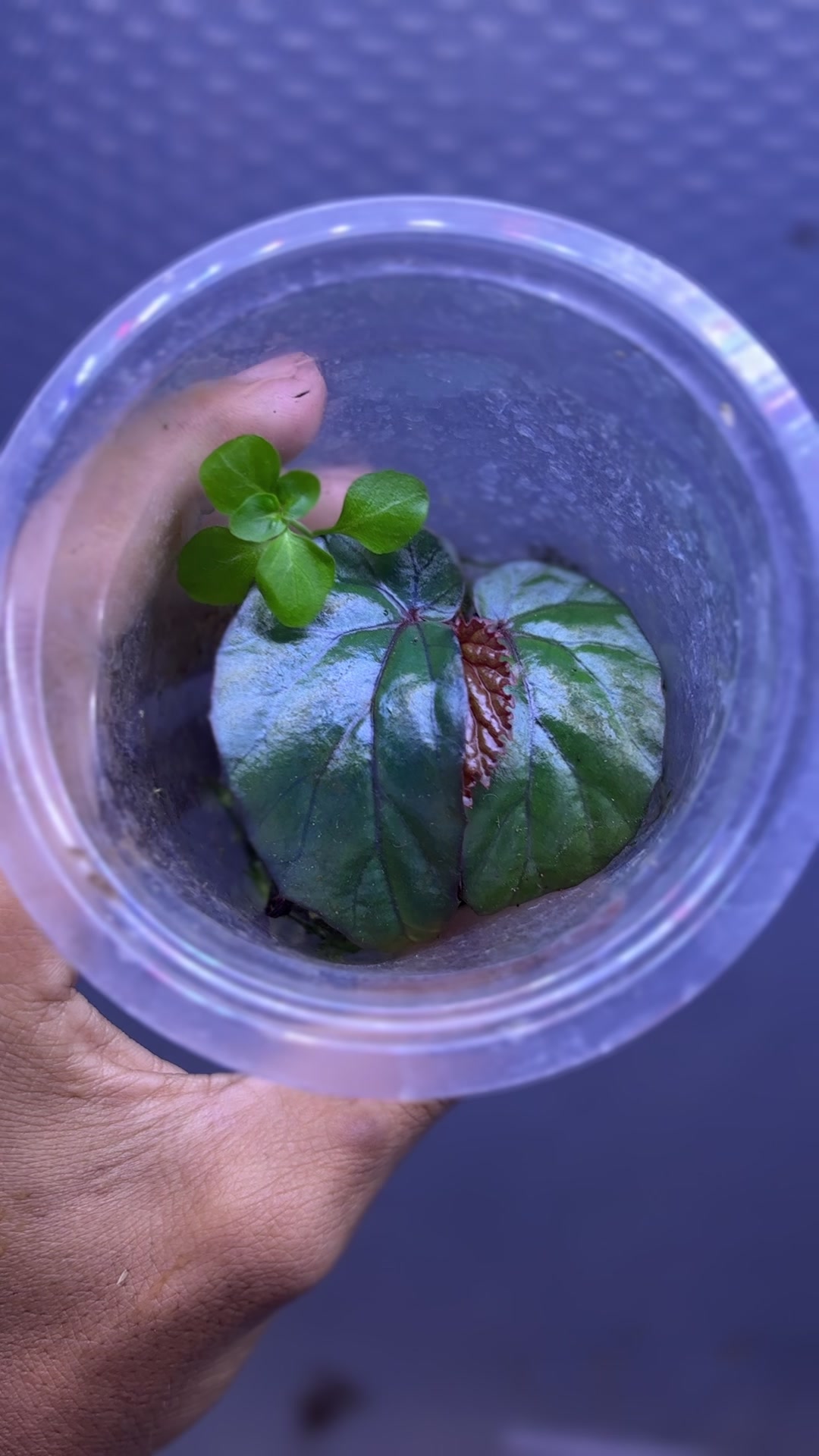 @Wildan Plantshop