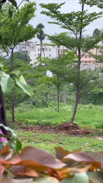 @💚🌿Dhana🌿💚8062,,, 3