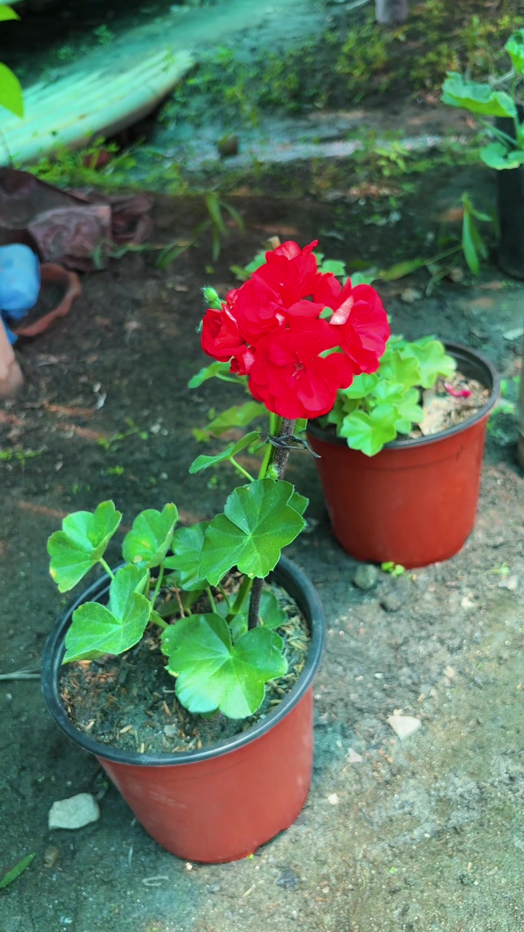 @Nirvan Nursery