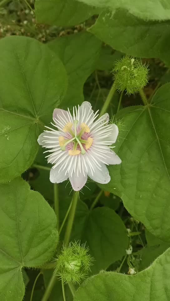 @vadivel123p