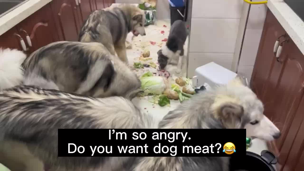 @Pets Kingdom Online