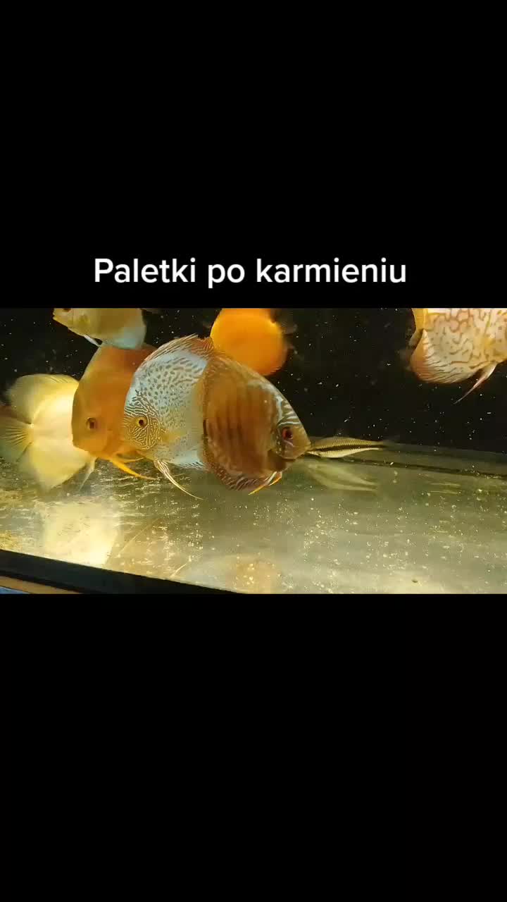 @🐟Mój wodny świat🐟
