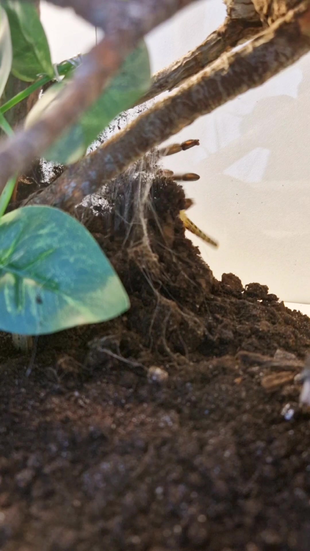 @brachypelma.de