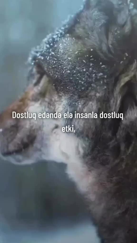 @꧁BOZKURT꧂