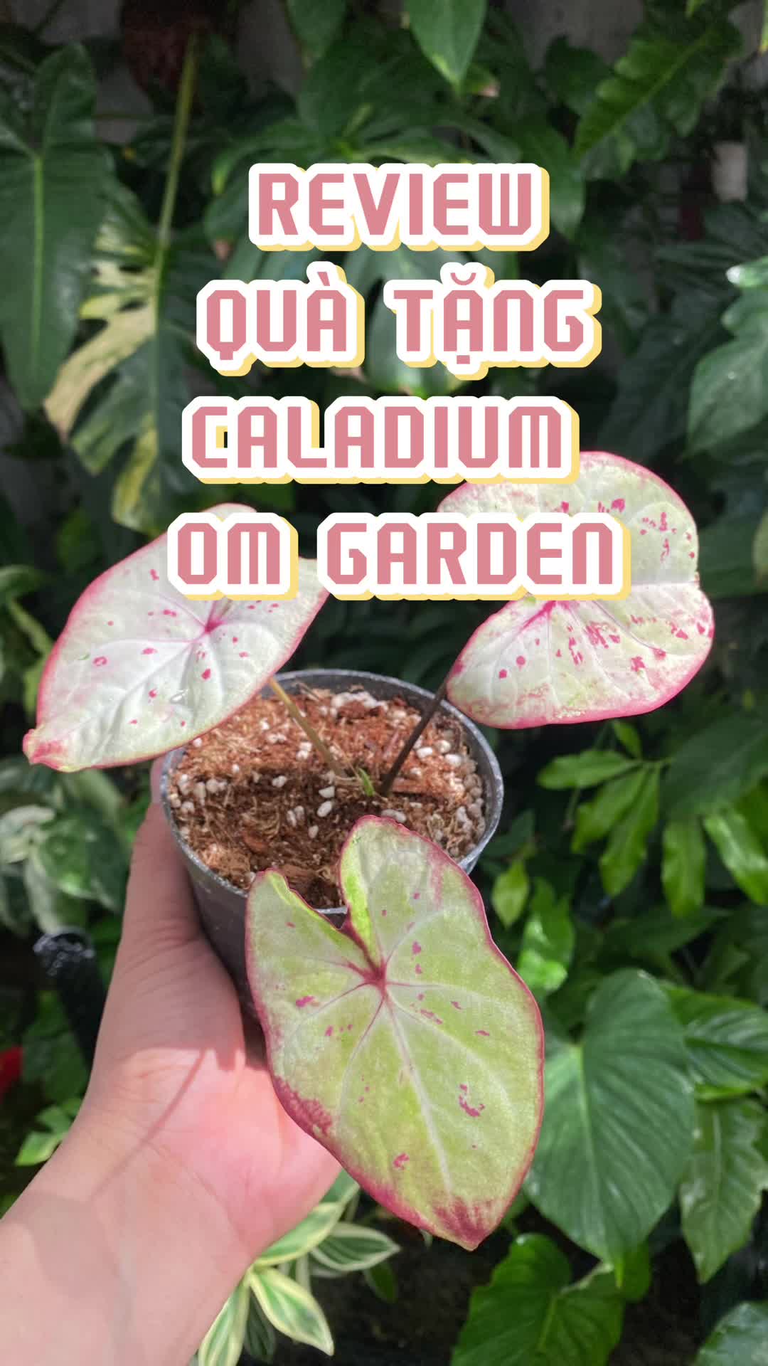 @Hy&rsquo;s Garden
