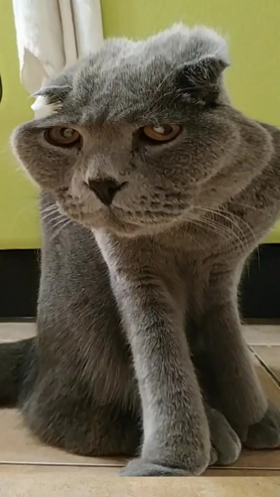 @Love Cats
