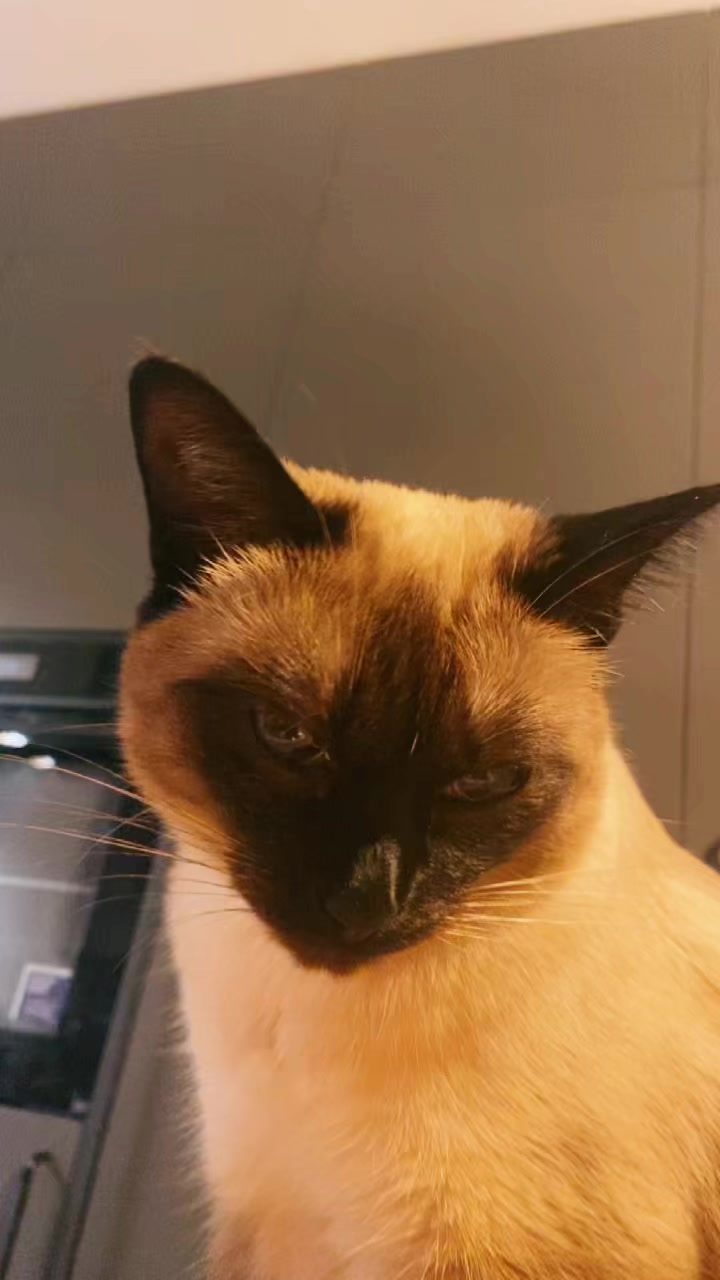 @Blueberry Eyes Cat