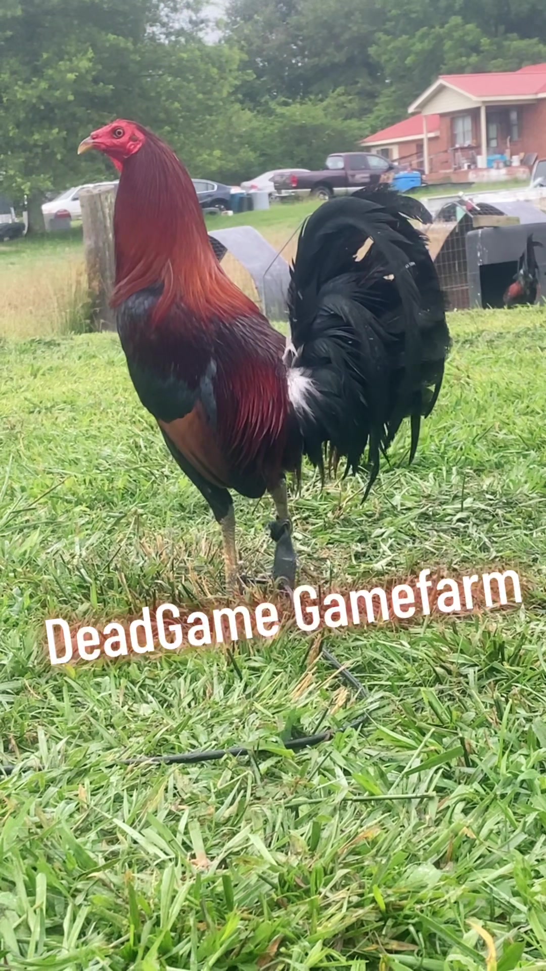 @DeadGame.Gamefarm