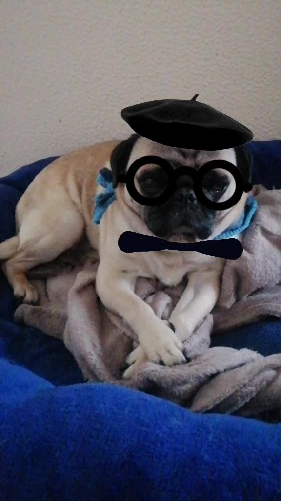 @CHATIRULO 🐶