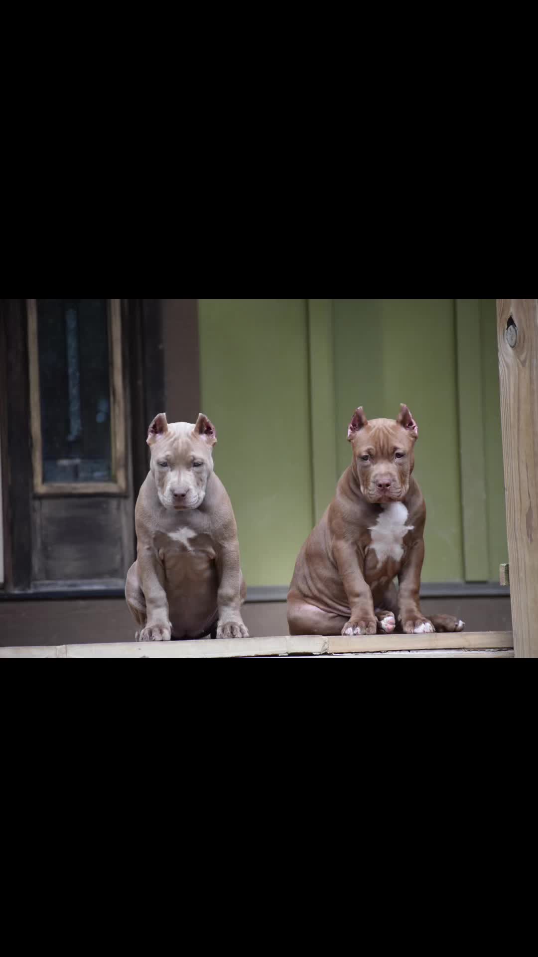 @Mount_Ruckus_Kennels