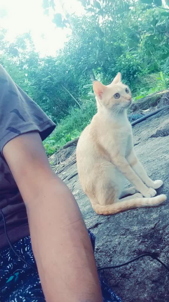 @കുഞ്ഞി..🐈
