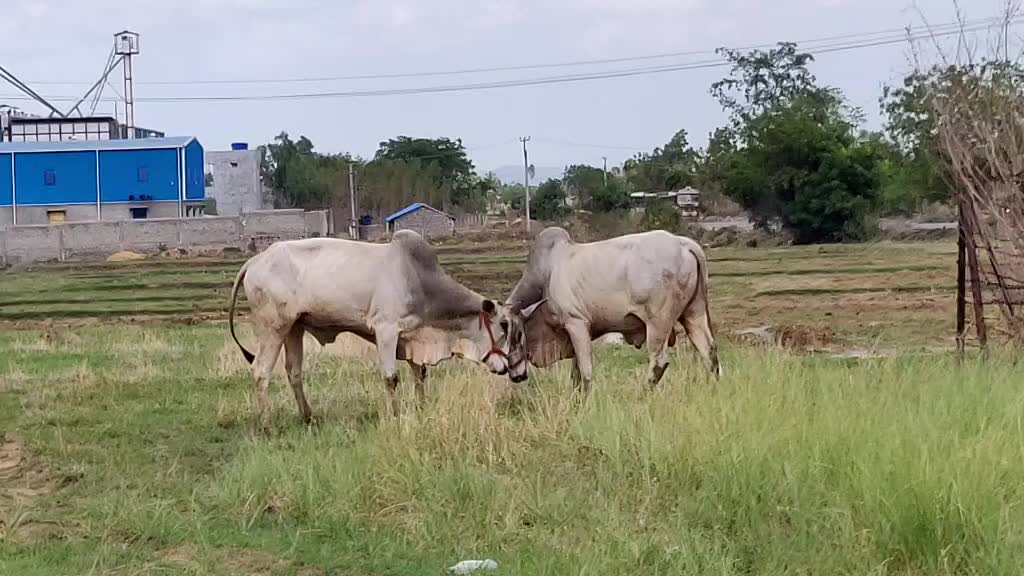 @P N R