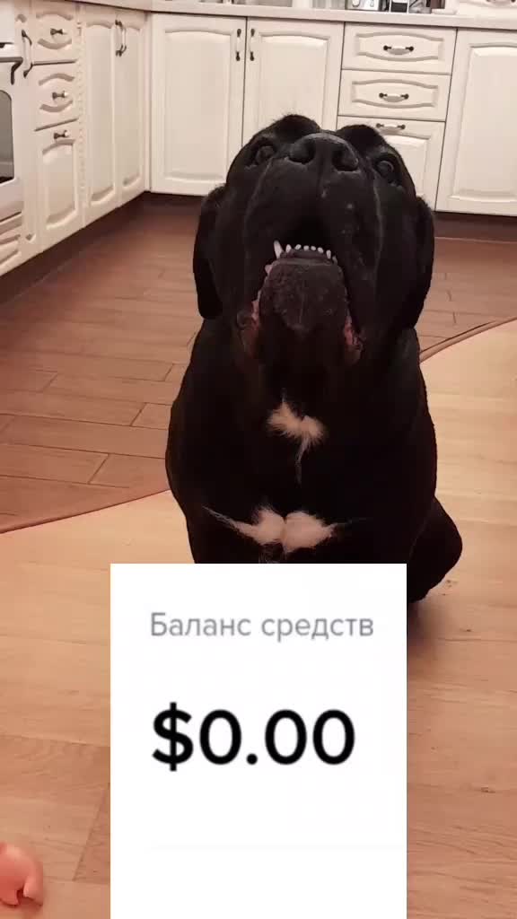 @🐶Dog_tik_tok🐶