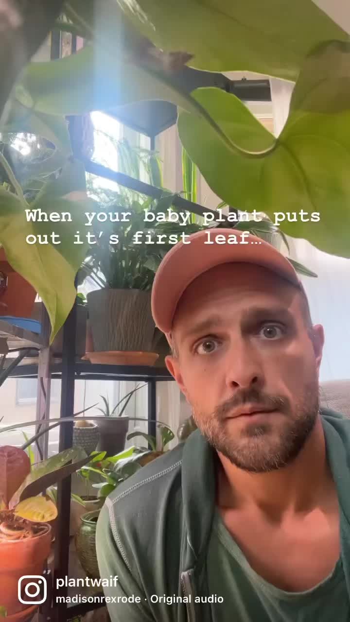 @PlantWaif