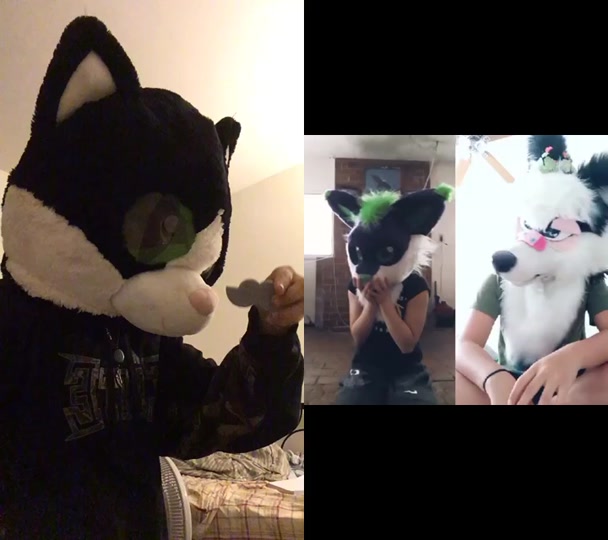 @gay.cat.furry