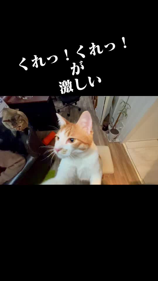 @9nekono