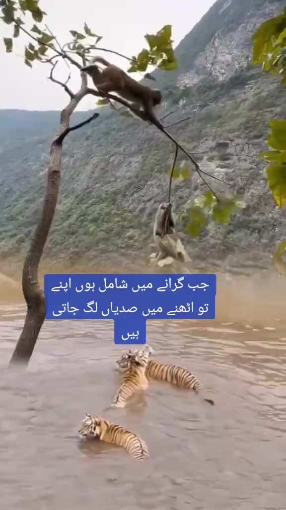 @🍁Sharafat Kashmiri🍁