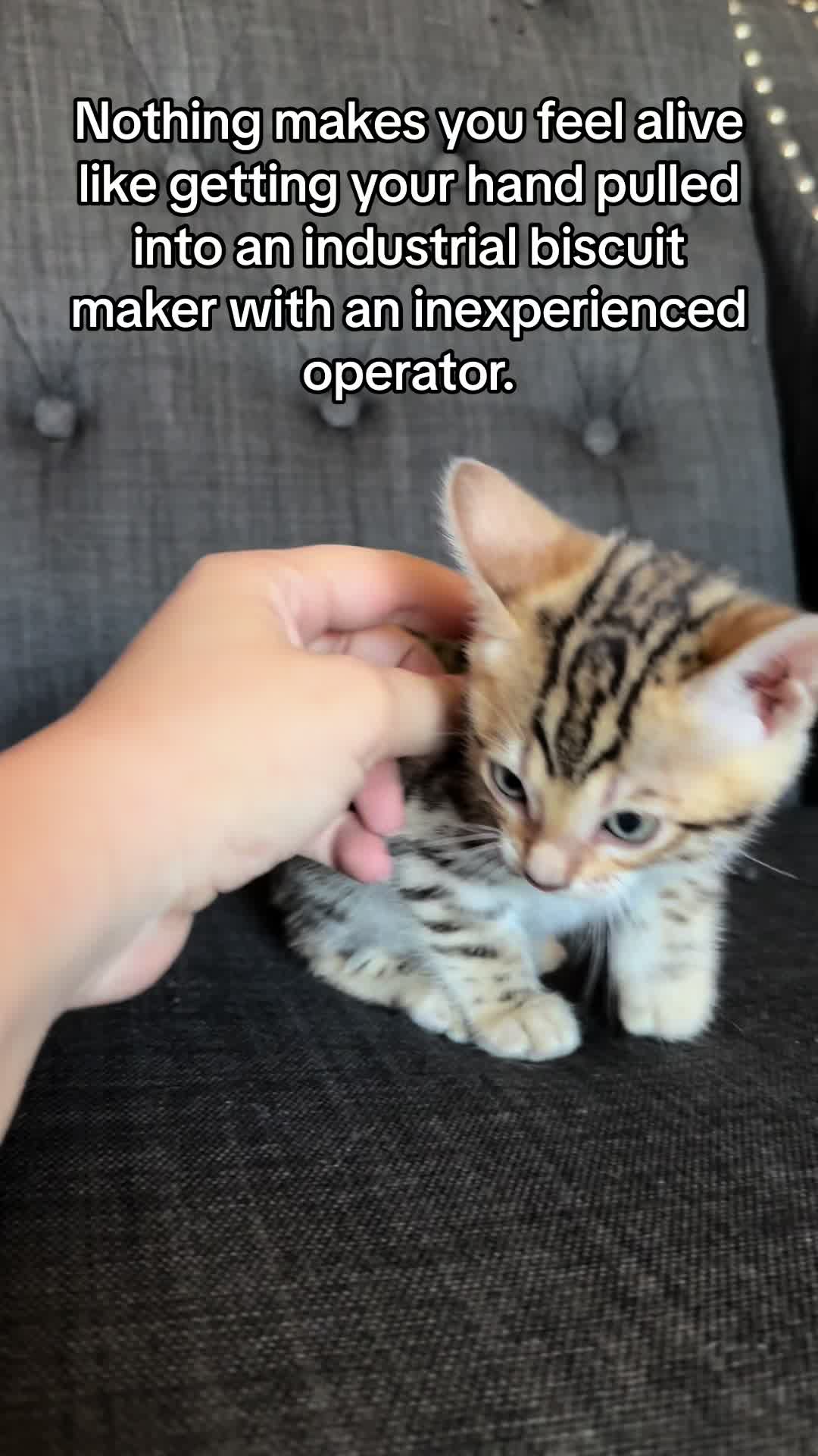 @The Kitten Spot