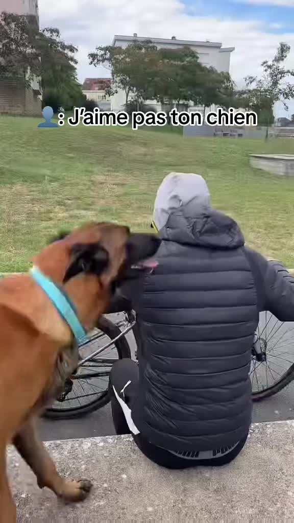 @Rios le malinois 🐕
