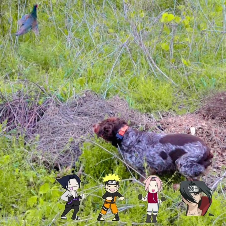 @niraithedog
