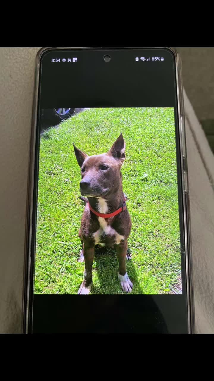 @canecorso_bluandoreo