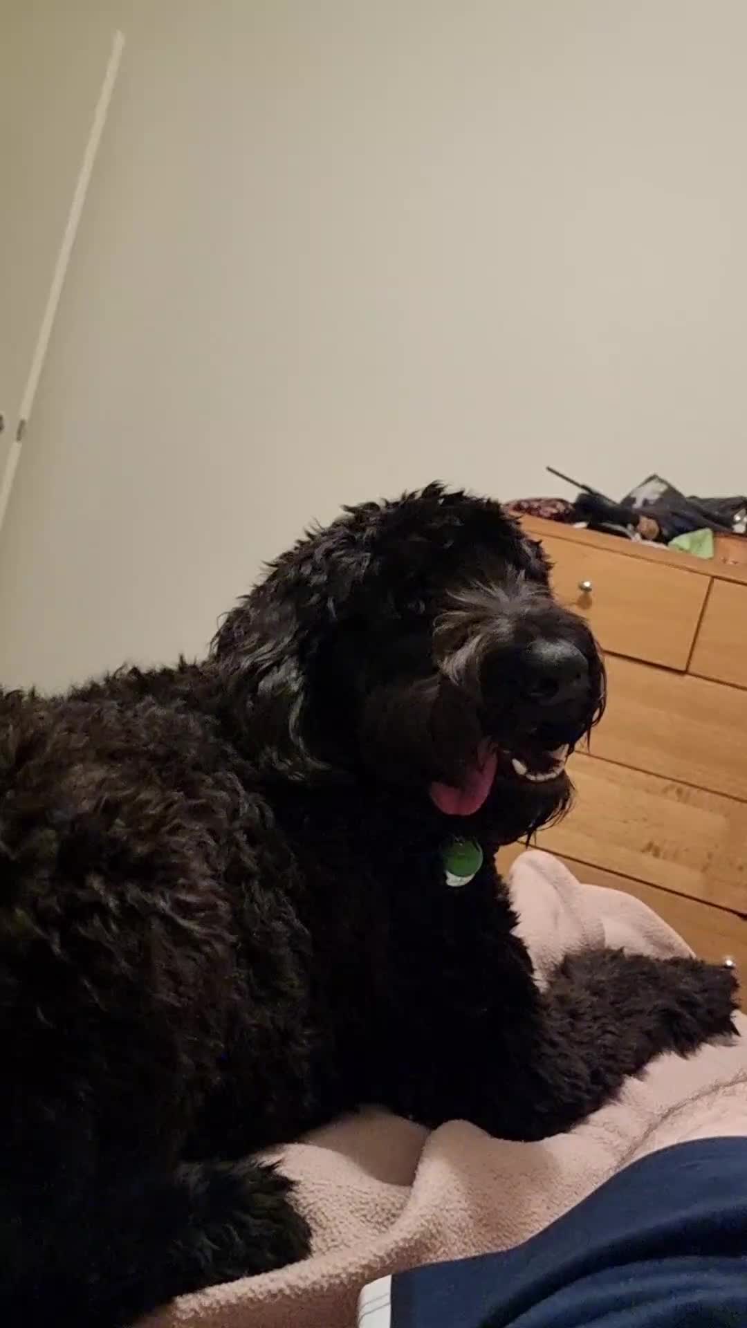 @MontyTheLabradoodle