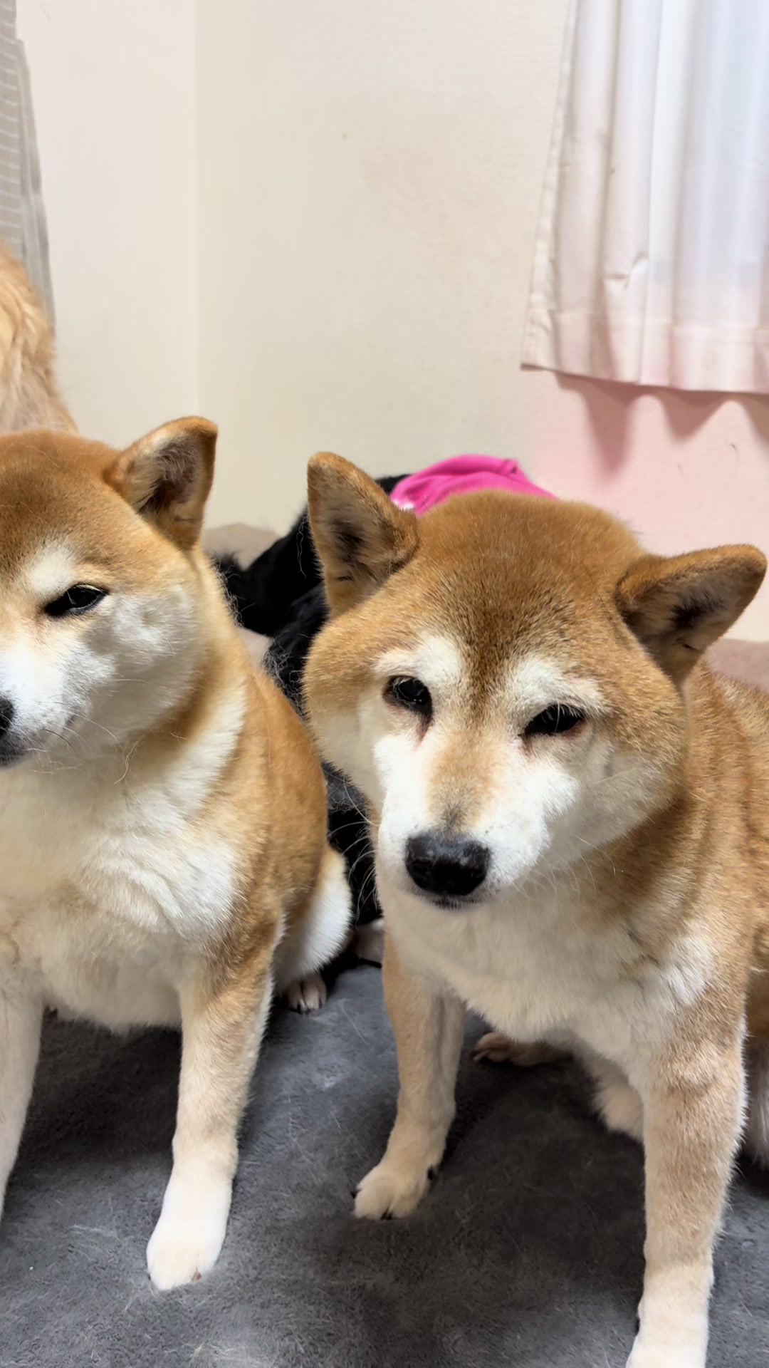 @ムックパパ🔶🐾