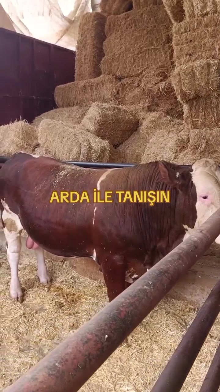@Vet. Hekim Bülent SEZER