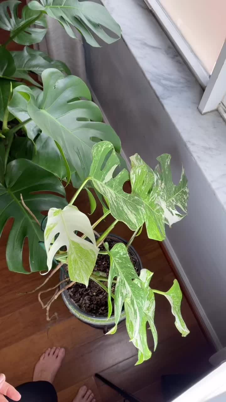 @Monstera Mom