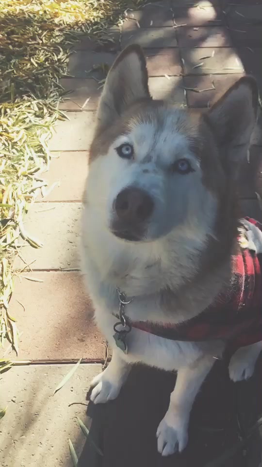 @HachiTheHusky