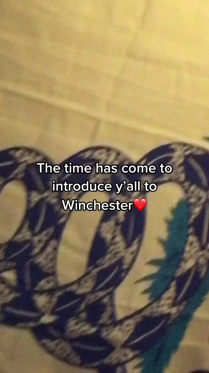 @🐮