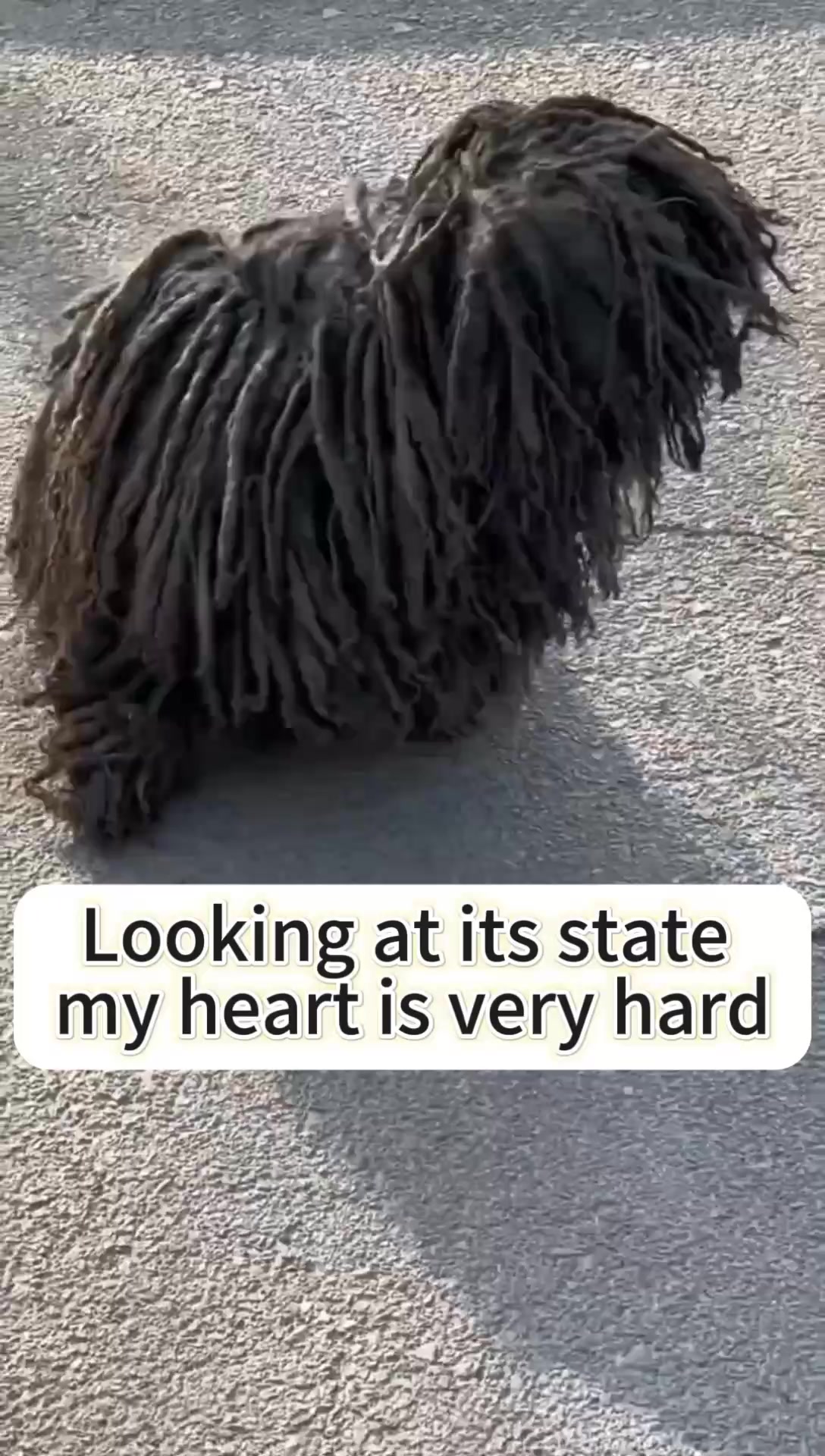 @Cats and dogs