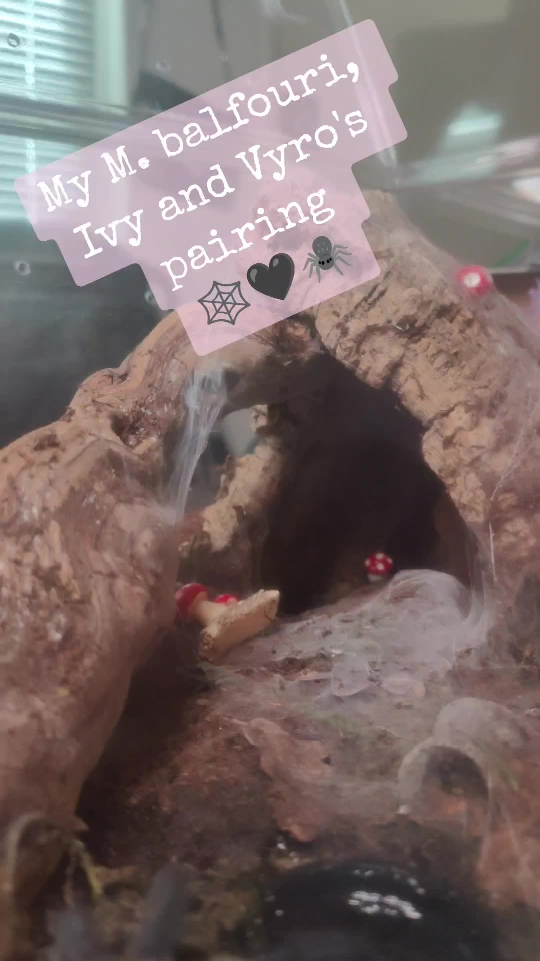 @💀🕷️👻Zaraiya👻🕷️💀