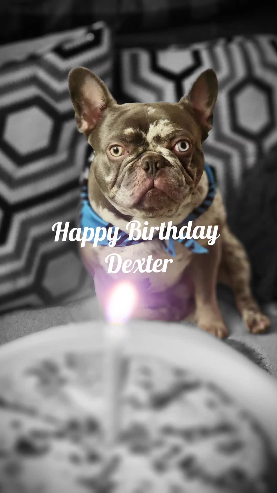 @Dexter207Frenchie