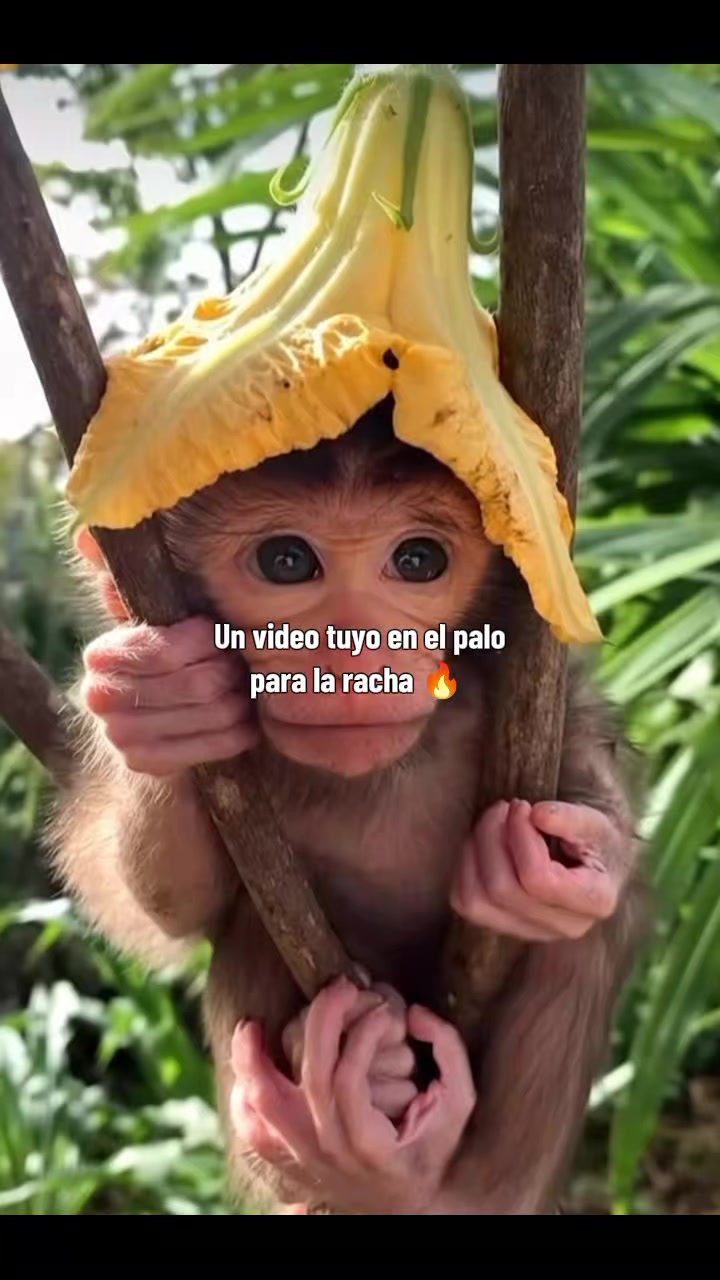 @RabPesito 🔥