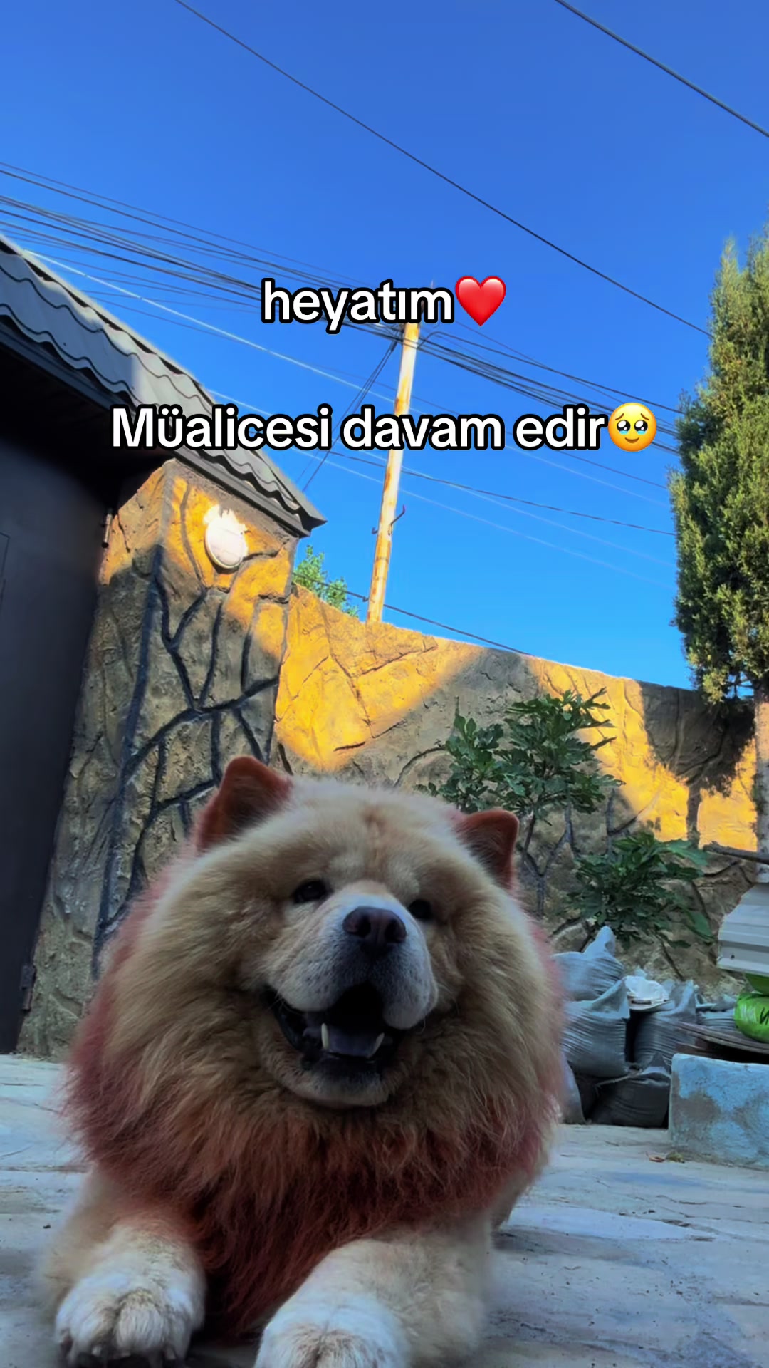 @tobi_bakılı