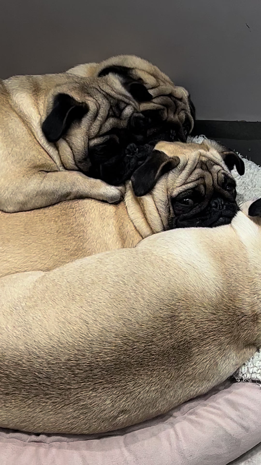 @pugSofyHarry