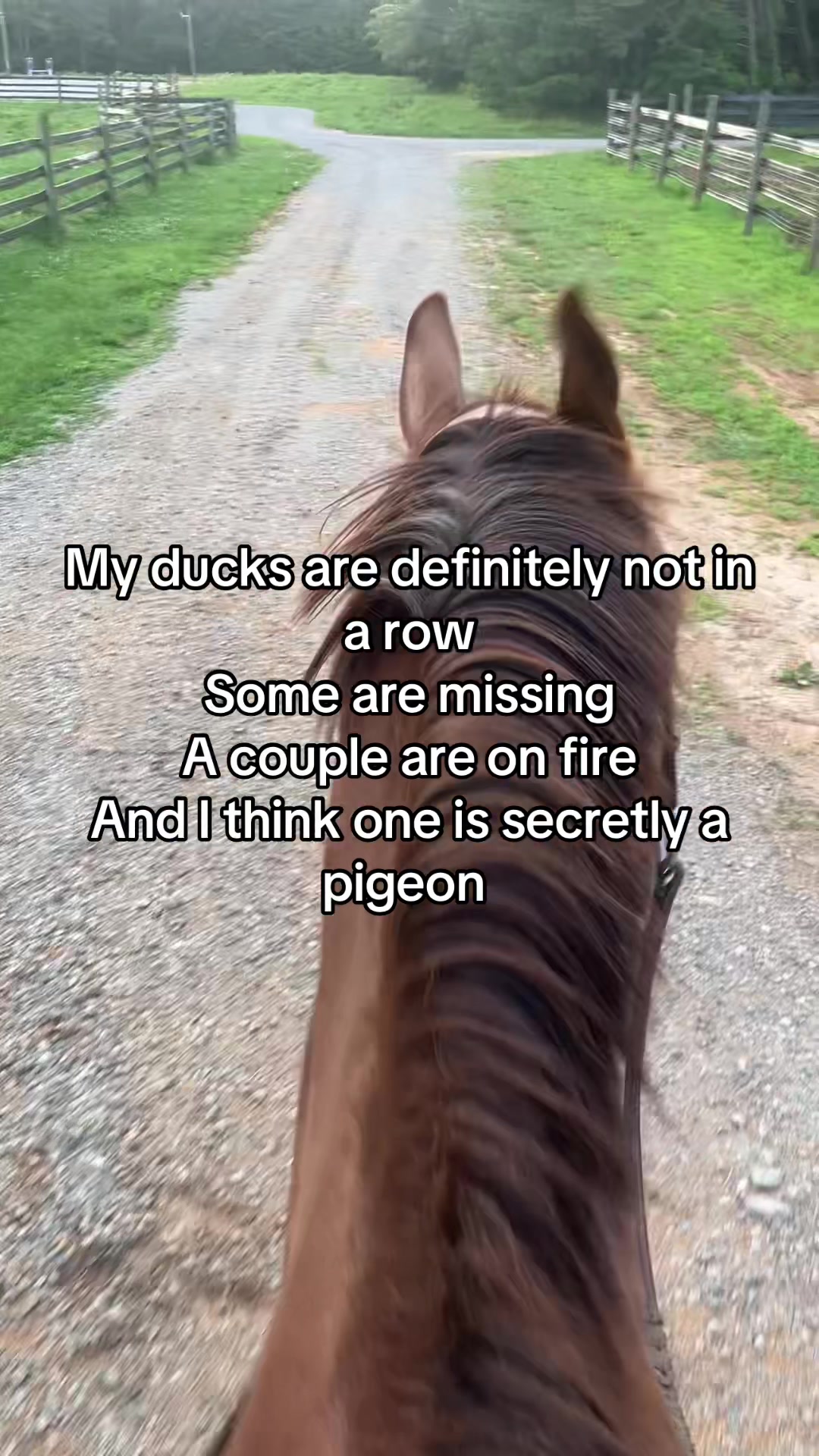 @that-horsechick