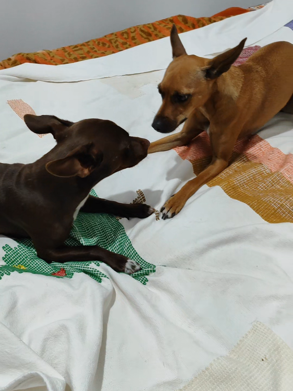 @Belinha e tiamara