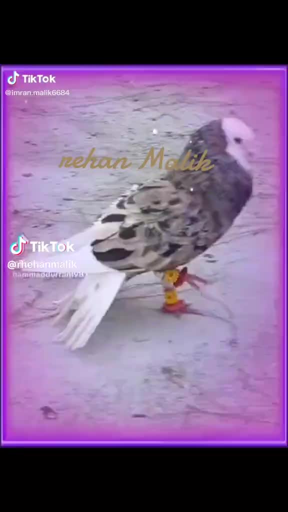 @rihan malik