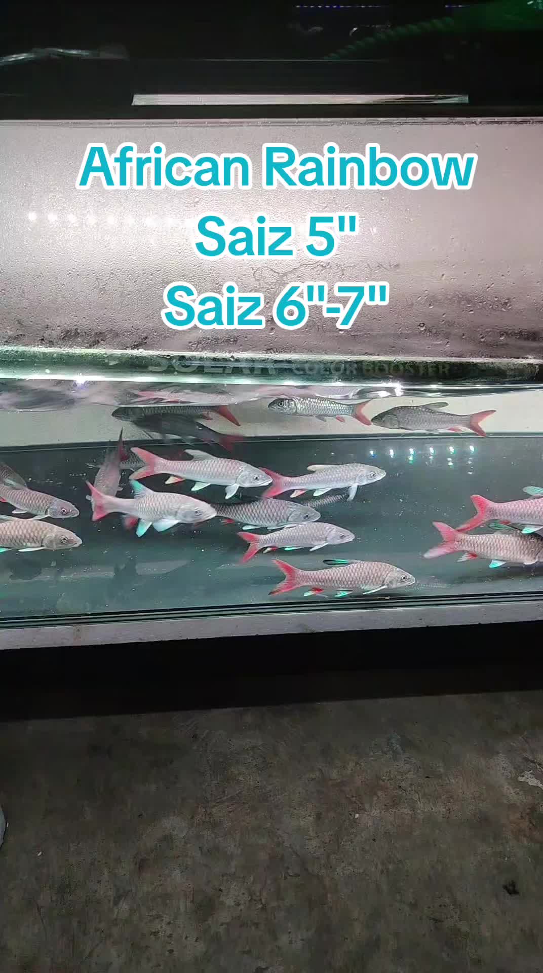 @Din_BB Aquatic
