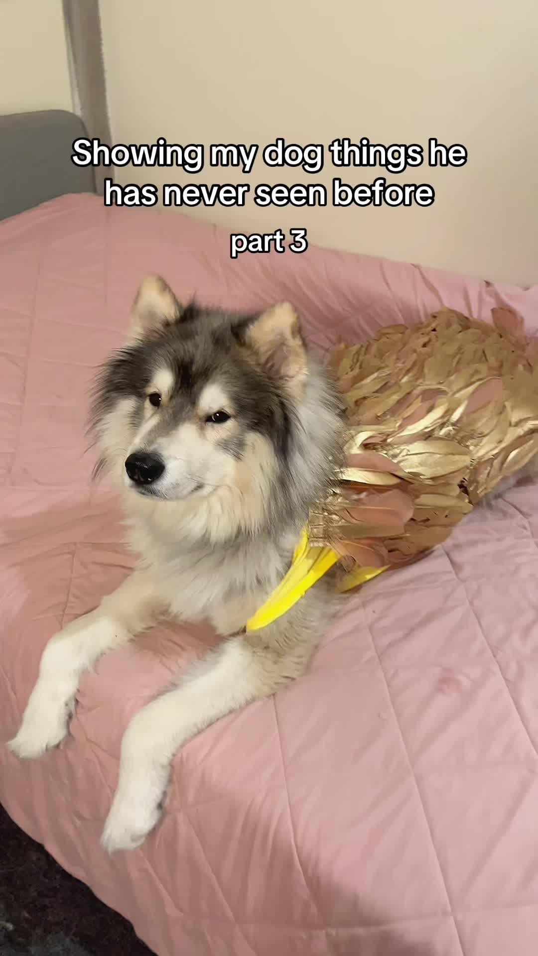 @Echo The Husky